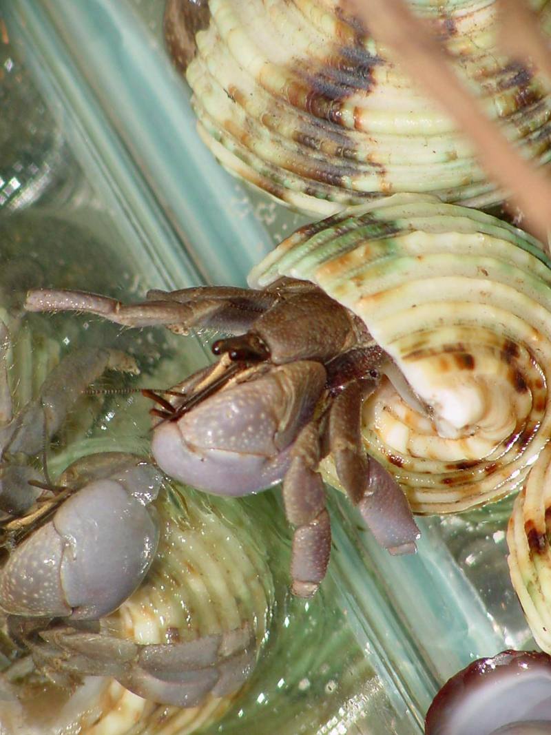 Land Hermit Crabs; DISPLAY FULL IMAGE.