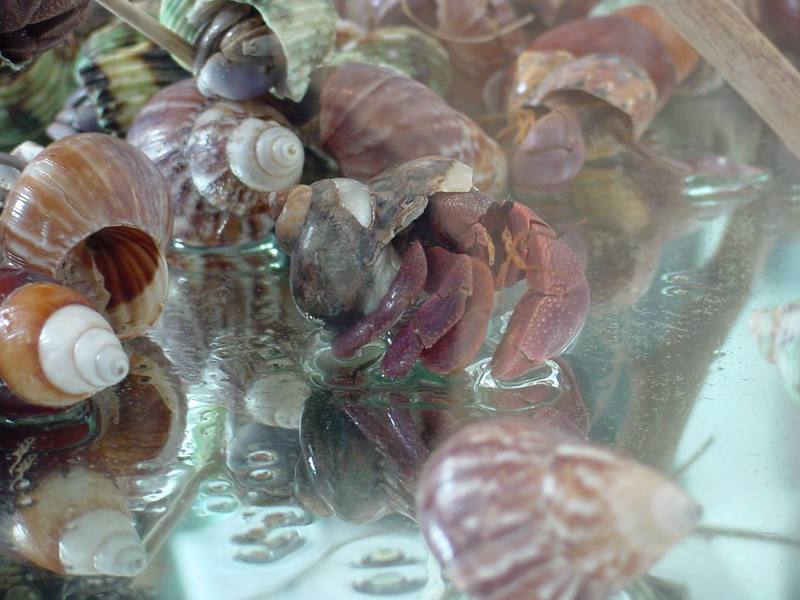 Land Hermit Crabs; DISPLAY FULL IMAGE.