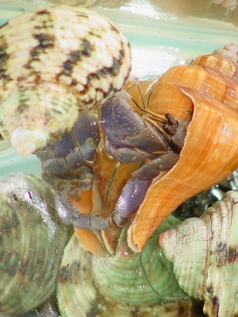 Land Hermit Crabs; DISPLAY FULL IMAGE.