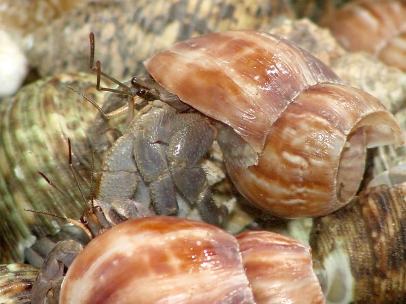 Land Hermit Crabs; DISPLAY FULL IMAGE.