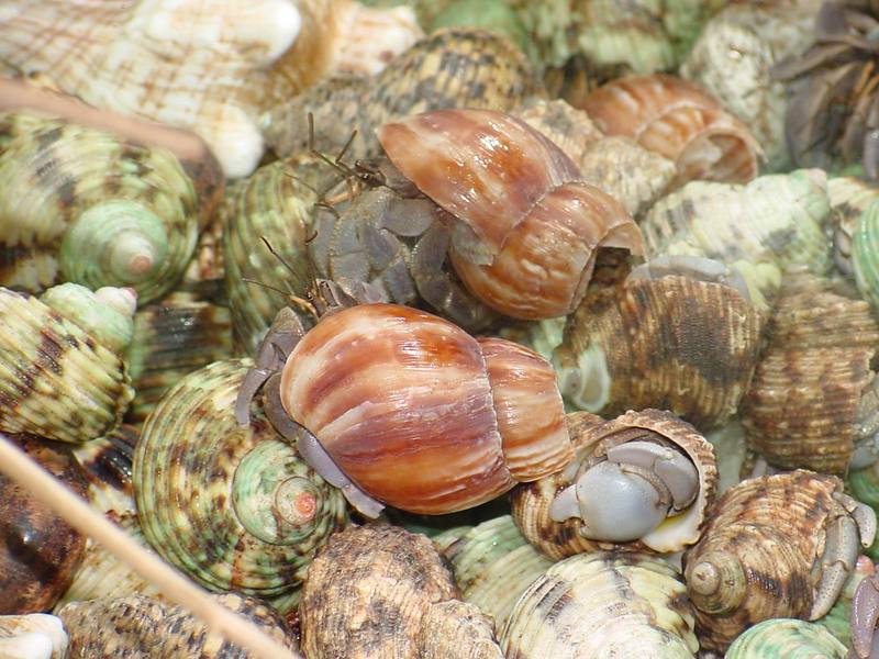 Land Hermit Crabs; DISPLAY FULL IMAGE.