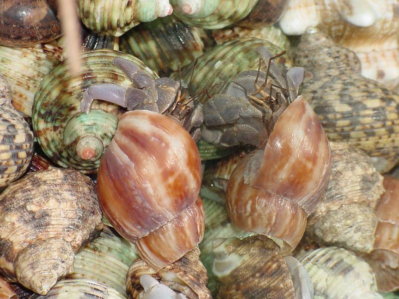 Land Hermit Crabs; DISPLAY FULL IMAGE.