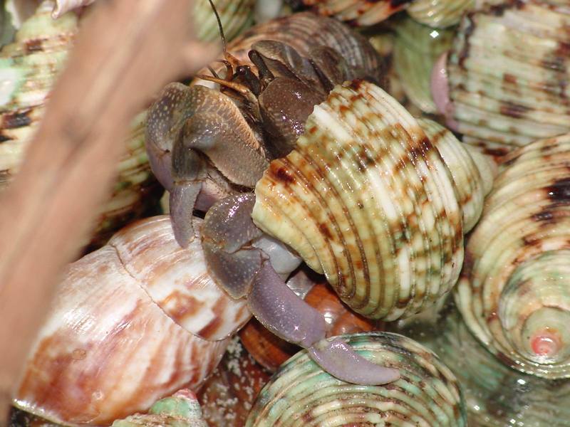 Land Hermit Crabs; DISPLAY FULL IMAGE.