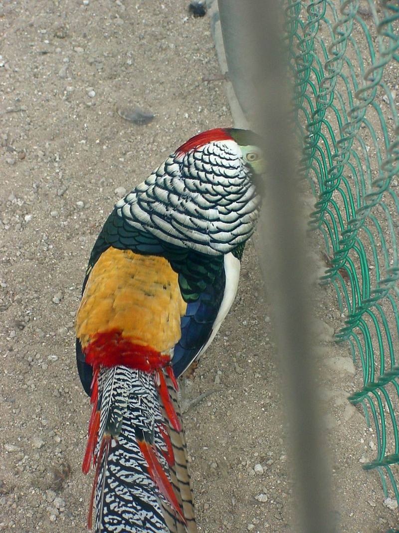 Lady Amherst's Pheasant - Chrysolophus amherstiae; DISPLAY FULL IMAGE.