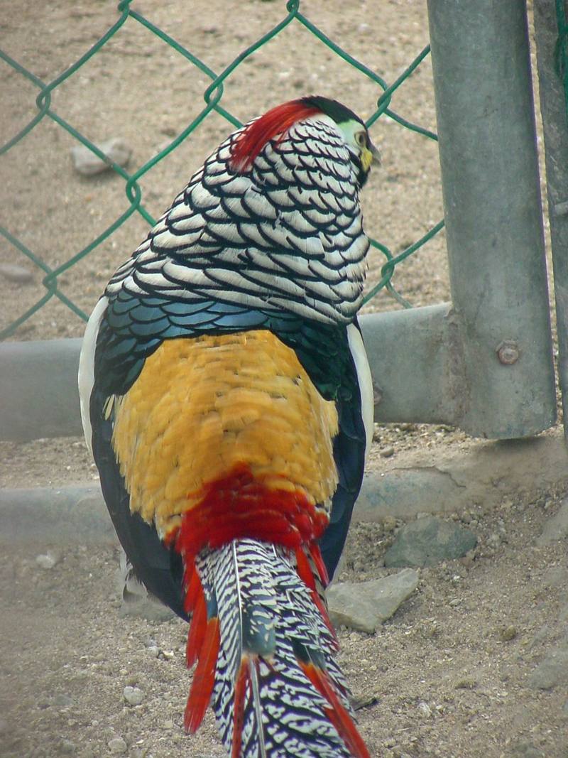 Lady Amherst's Pheasant - Chrysolophus amherstiae; DISPLAY FULL IMAGE.