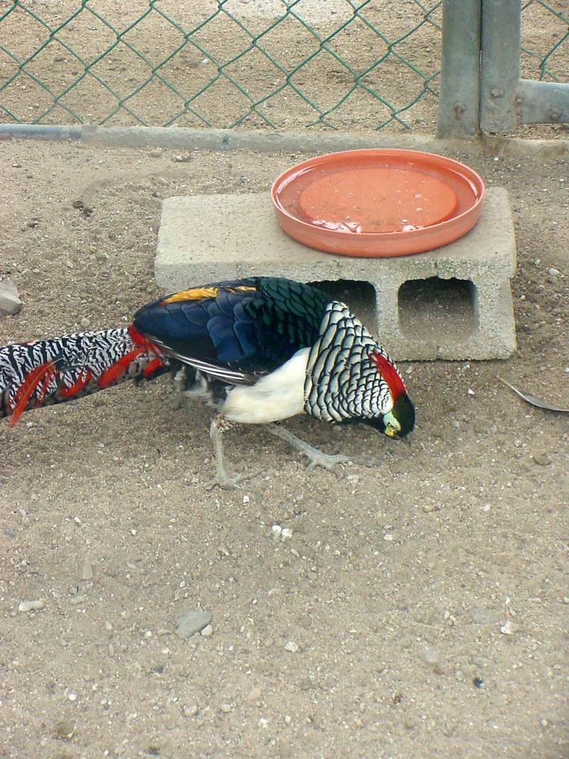 Lady Amherst's Pheasant - Chrysolophus amherstiae; DISPLAY FULL IMAGE.