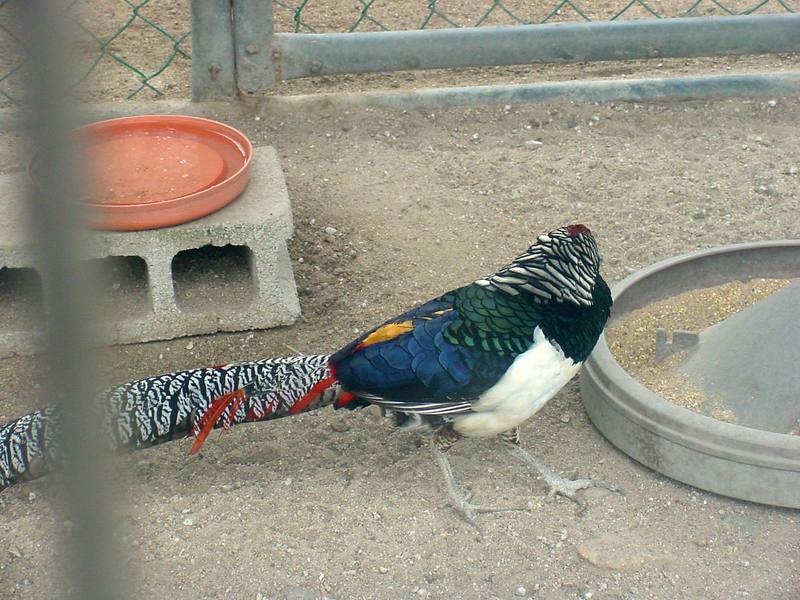 Lady Amherst's Pheasant - Chrysolophus amherstiae; DISPLAY FULL IMAGE.