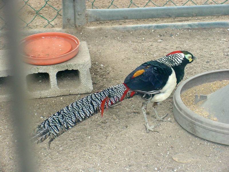 Lady Amherst's Pheasant - Chrysolophus amherstiae; DISPLAY FULL IMAGE.