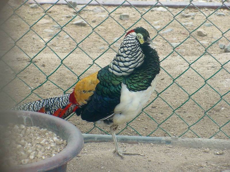 Lady Amherst's Pheasant - Chrysolophus amherstiae; DISPLAY FULL IMAGE.