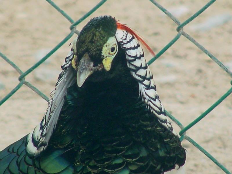 Lady Amherst's Pheasant - Chrysolophus amherstiae; DISPLAY FULL IMAGE.