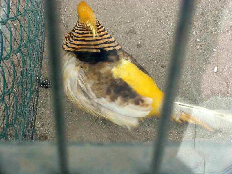 Yellow Golden Pheasant; DISPLAY FULL IMAGE.