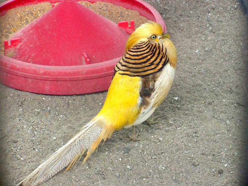 Yellow Golden Pheasant; DISPLAY FULL IMAGE.