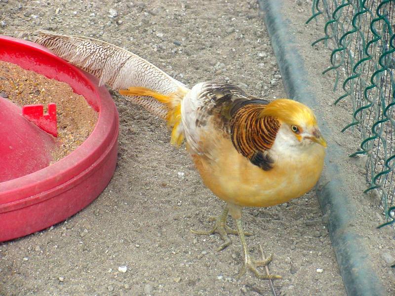 Yellow Golden Pheasant; DISPLAY FULL IMAGE.