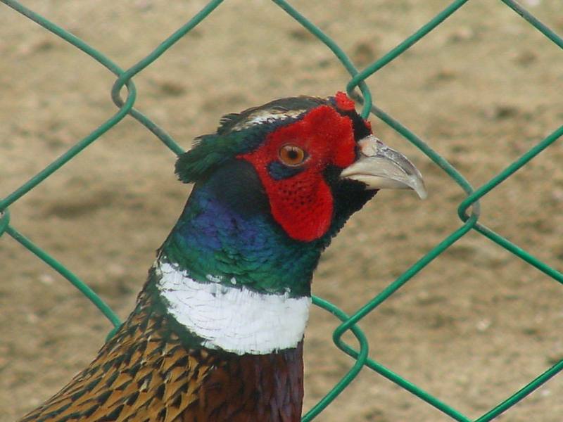 Ring-necked Pheasant, Phasianus colchicus; DISPLAY FULL IMAGE.