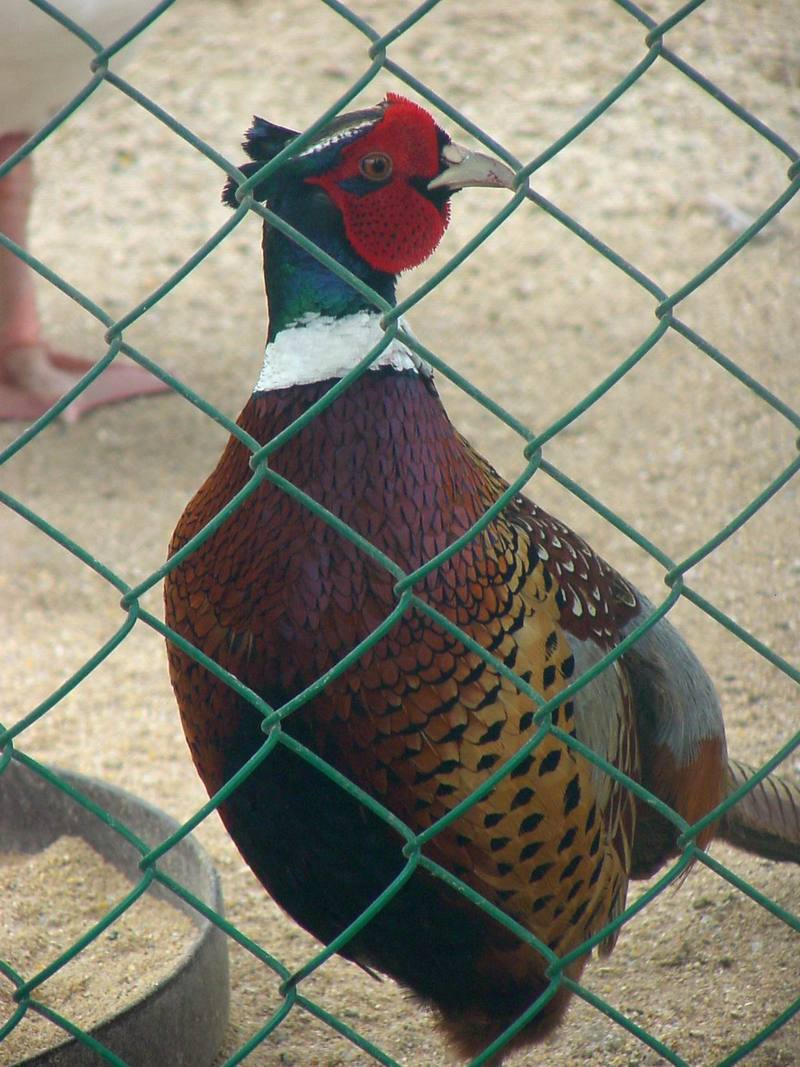 Ring-necked Pheasant, Phasianus colchicus; DISPLAY FULL IMAGE.