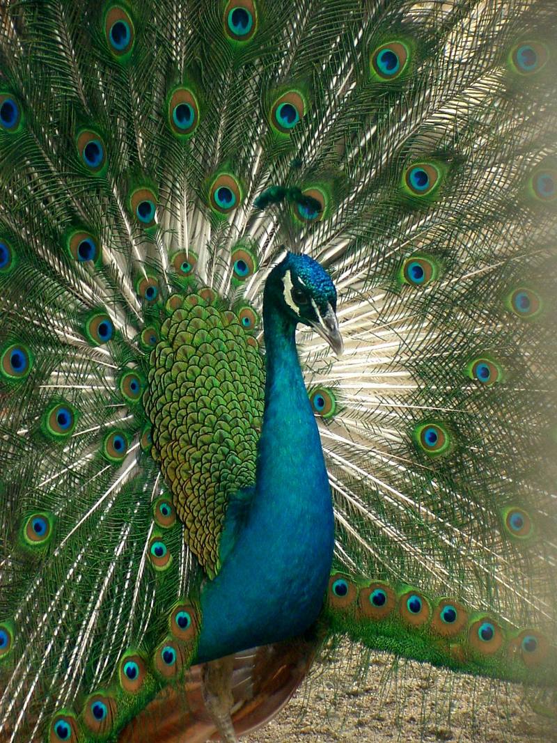 Indian Peacock - Blue peafowl (Pavo cristatus) - 인도공작(印度孔雀); DISPLAY FULL IMAGE.