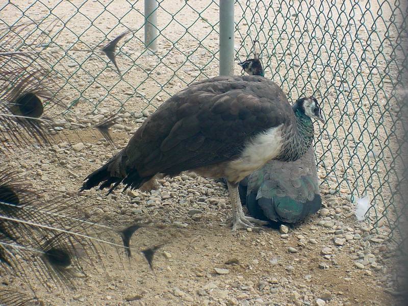 Indian Peacocks (peahen) - Blue peafowl (Pavo cristatus) - 인도공작(印度孔雀); DISPLAY FULL IMAGE.