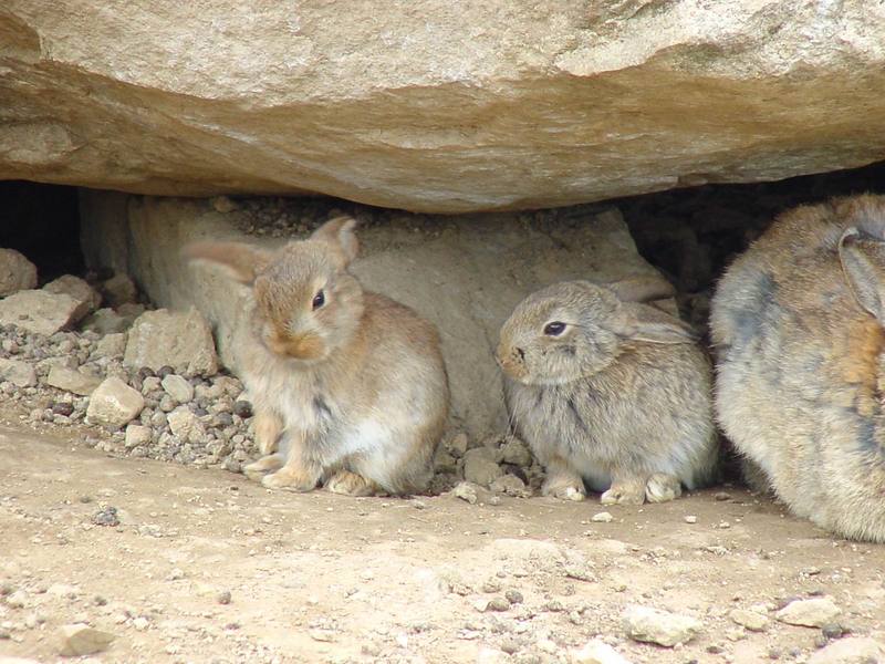 Korean Hares {!--한국 멧토끼-->; DISPLAY FULL IMAGE.