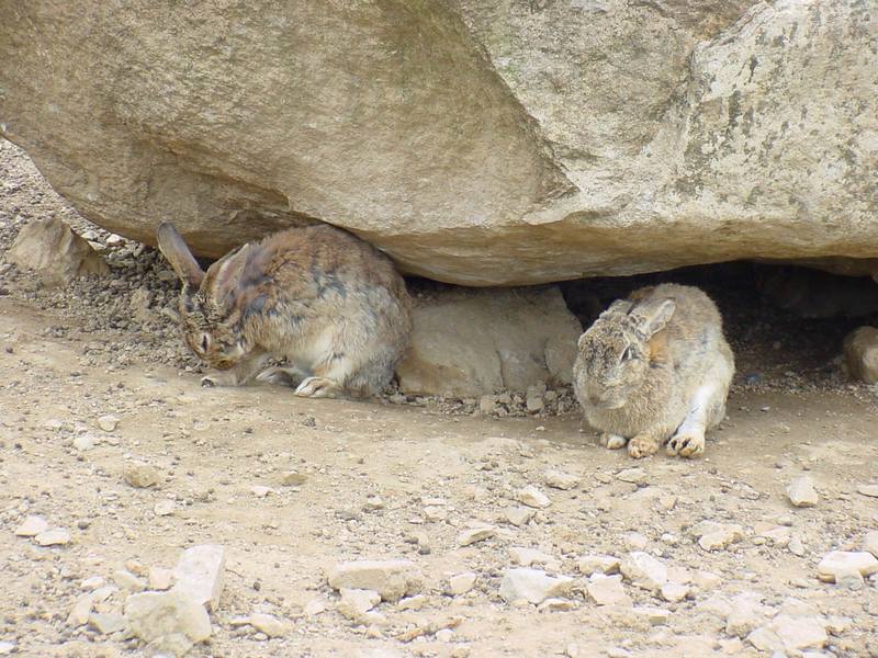 Korean Hares {!--한국 멧토끼-->; DISPLAY FULL IMAGE.