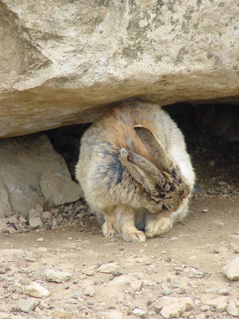 Korean Hare {!--한국 멧토끼-->; DISPLAY FULL IMAGE.