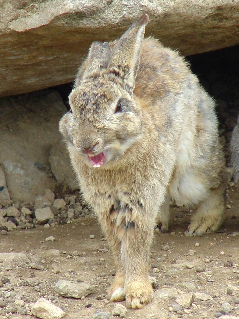 Korean Hare {!--한국 멧토끼-->; DISPLAY FULL IMAGE.