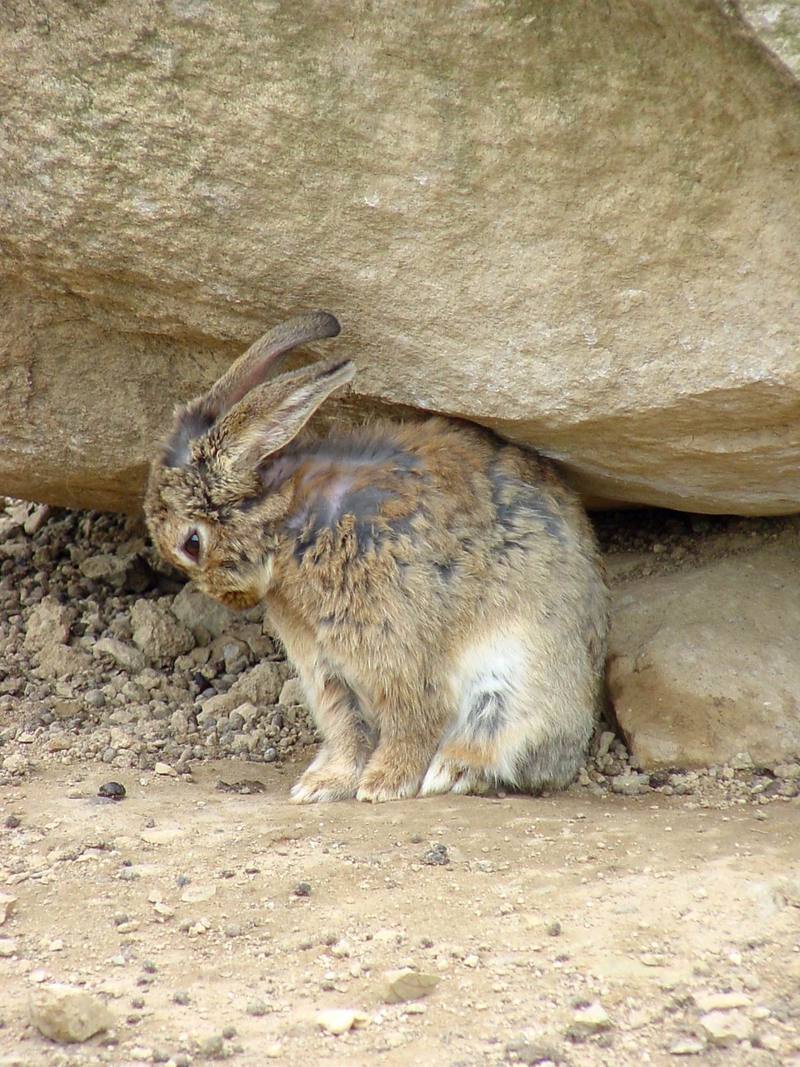 Korean Hare {!--한국 멧토끼-->; DISPLAY FULL IMAGE.