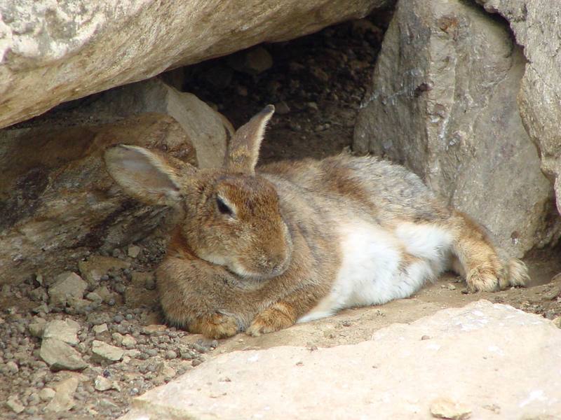 Korean Hare {!--한국 멧토끼-->; DISPLAY FULL IMAGE.