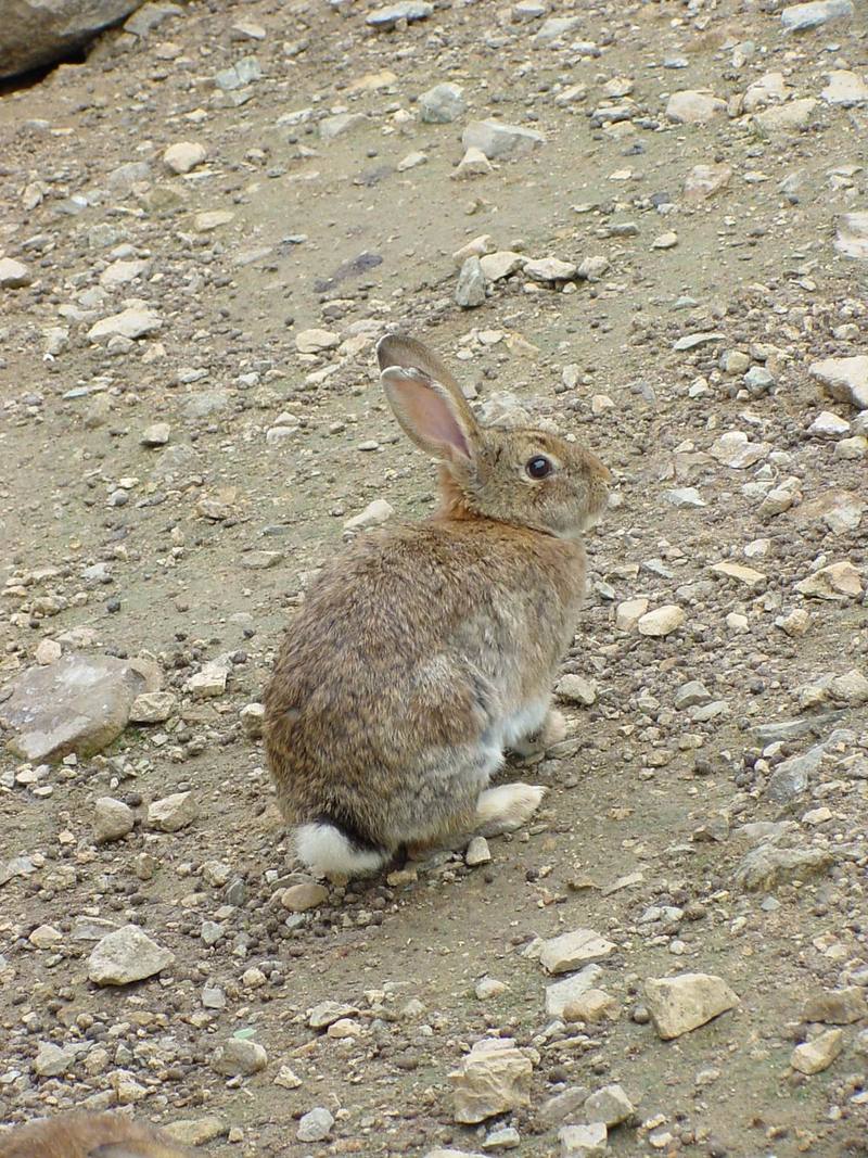 Korean Hare {!--한국 멧토끼-->; DISPLAY FULL IMAGE.