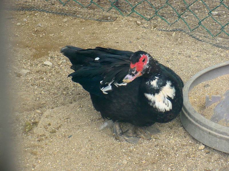 Muscovy Duck; DISPLAY FULL IMAGE.