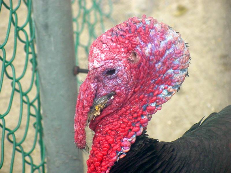 Domesticated Turkey; DISPLAY FULL IMAGE.