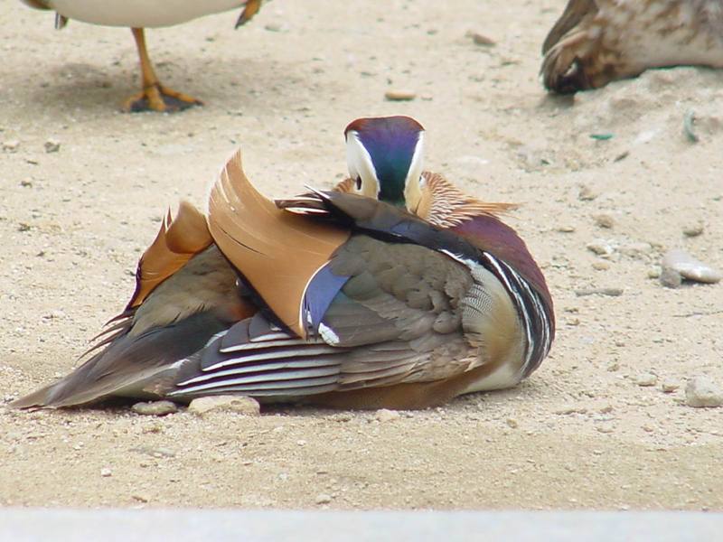 Mandarin Duck; DISPLAY FULL IMAGE.