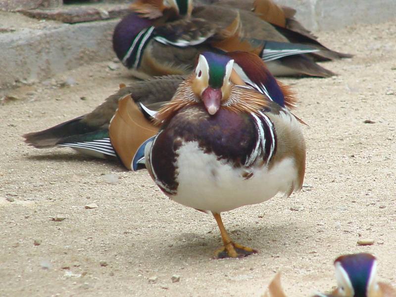 Mandarin Ducks; DISPLAY FULL IMAGE.