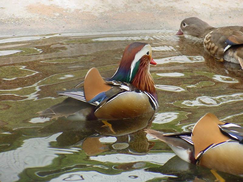 Mandarin Ducks; DISPLAY FULL IMAGE.