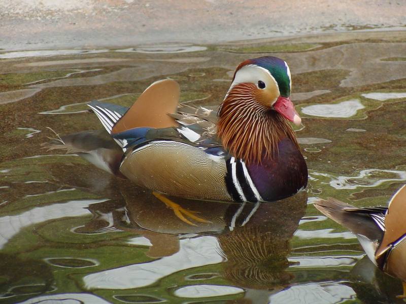 Mandarin Ducks; DISPLAY FULL IMAGE.