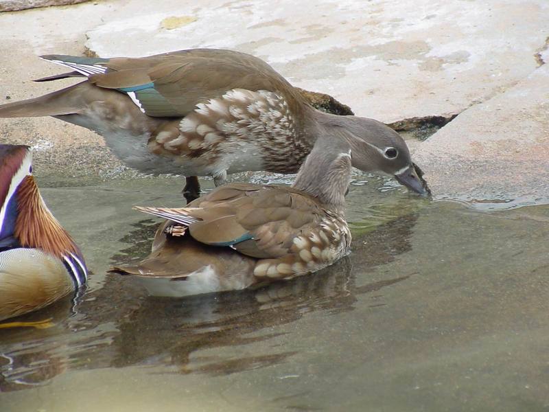 Mandarin Ducks; DISPLAY FULL IMAGE.