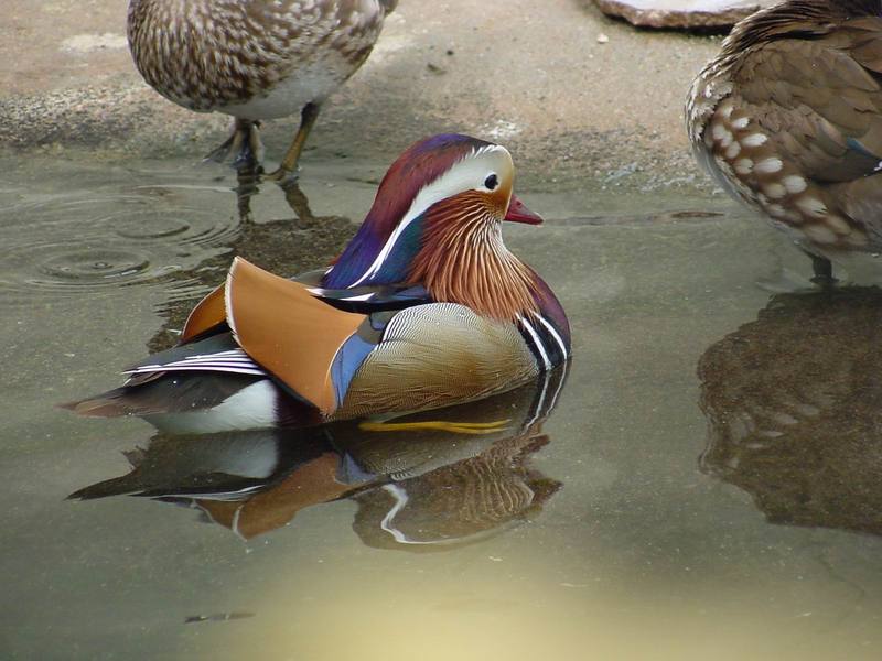 Mandarin Ducks; DISPLAY FULL IMAGE.