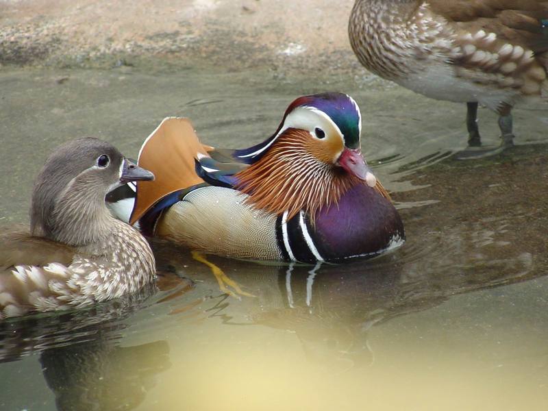 Mandarin Ducks; DISPLAY FULL IMAGE.