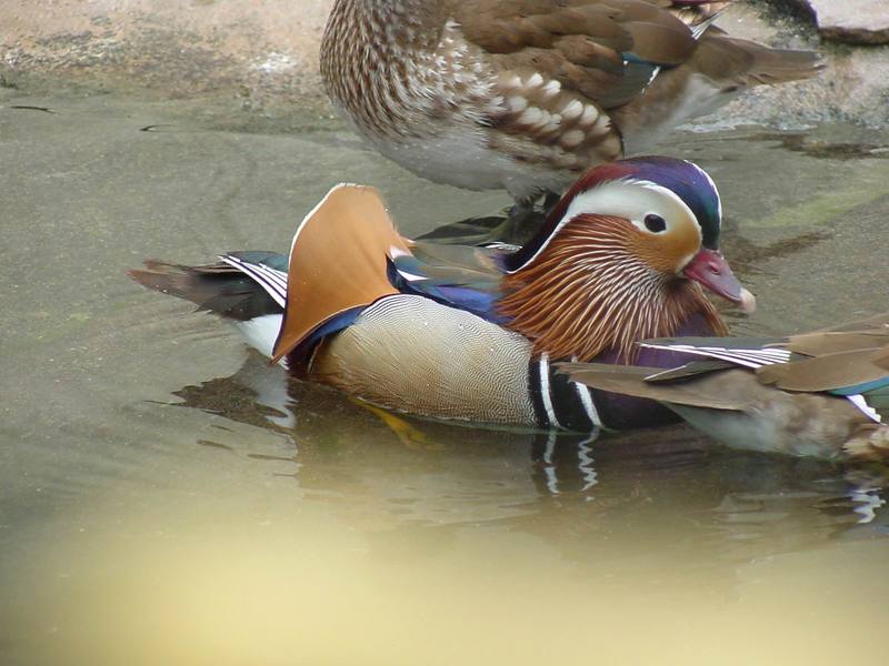 Mandarin Ducks; DISPLAY FULL IMAGE.