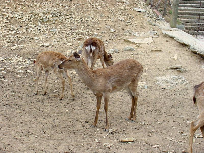 대륙사슴 Cervus nippon mantchuricus (Manchurian Sika Deer); DISPLAY FULL IMAGE.