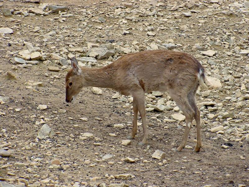 대륙사슴 Cervus nippon mantchuricus (Manchurian Sika Deer); DISPLAY FULL IMAGE.