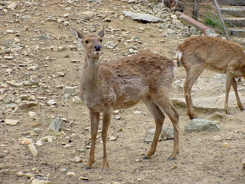 대륙사슴 Cervus nippon mantchuricus (Manchurian Sika Deer); DISPLAY FULL IMAGE.