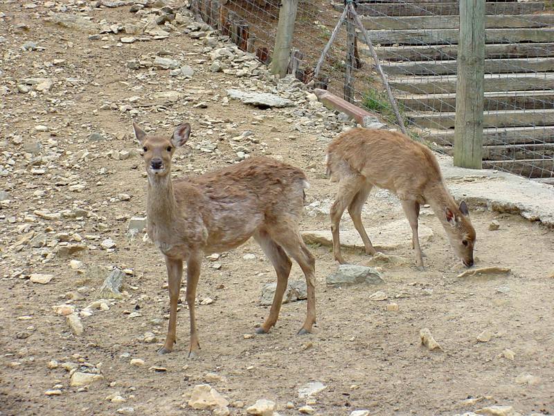 대륙사슴 Cervus nippon mantchuricus (Manchurian Sika Deer); DISPLAY FULL IMAGE.