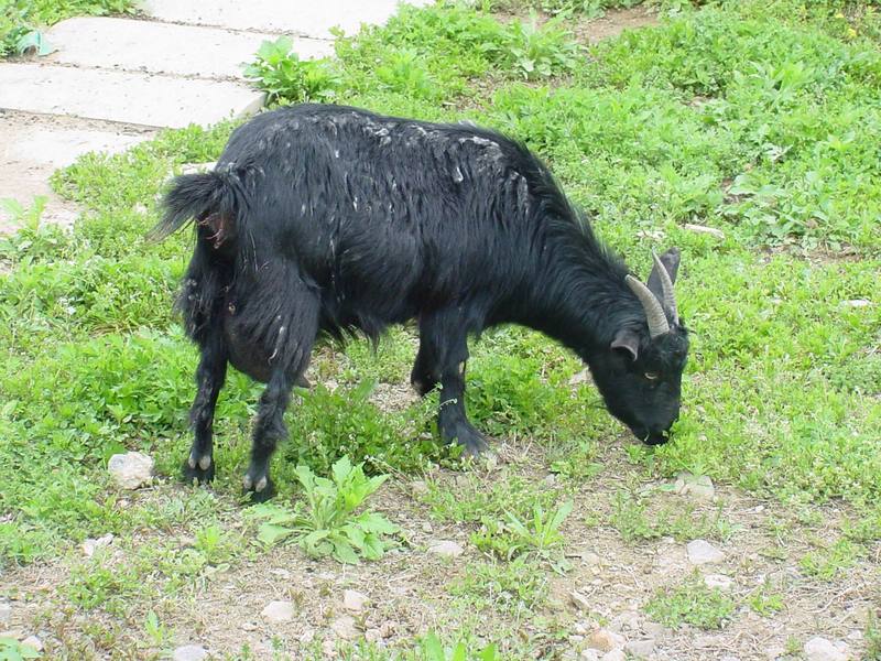 Black goat; DISPLAY FULL IMAGE.