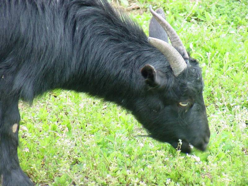 Black goat; DISPLAY FULL IMAGE.