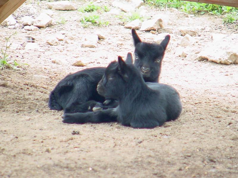 Black goats; DISPLAY FULL IMAGE.