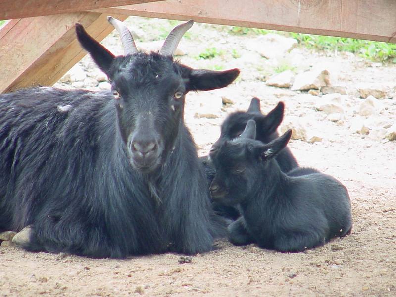 Black goats; DISPLAY FULL IMAGE.