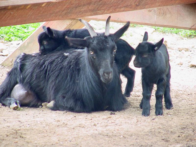 Black goats; DISPLAY FULL IMAGE.