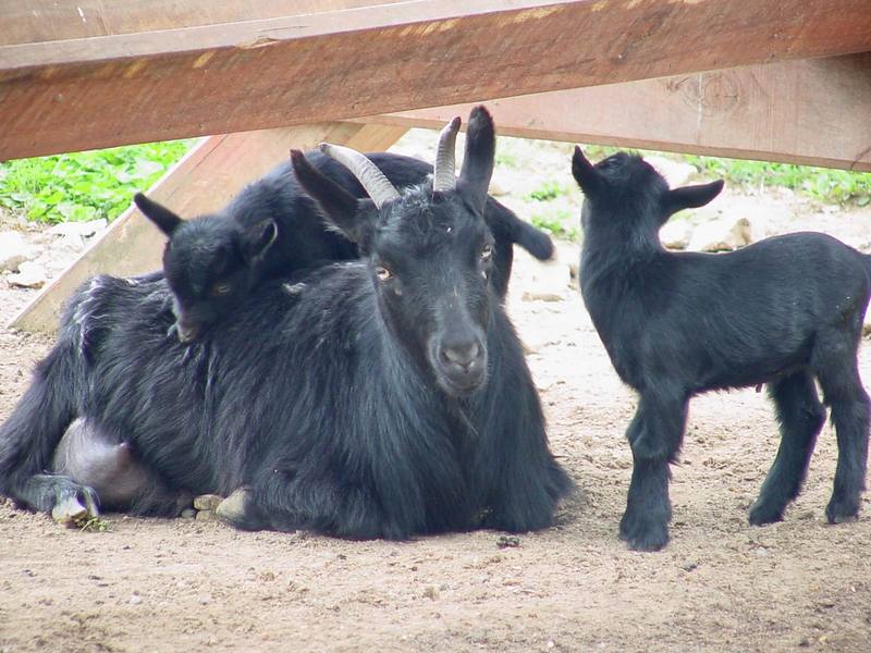 Black goats; DISPLAY FULL IMAGE.