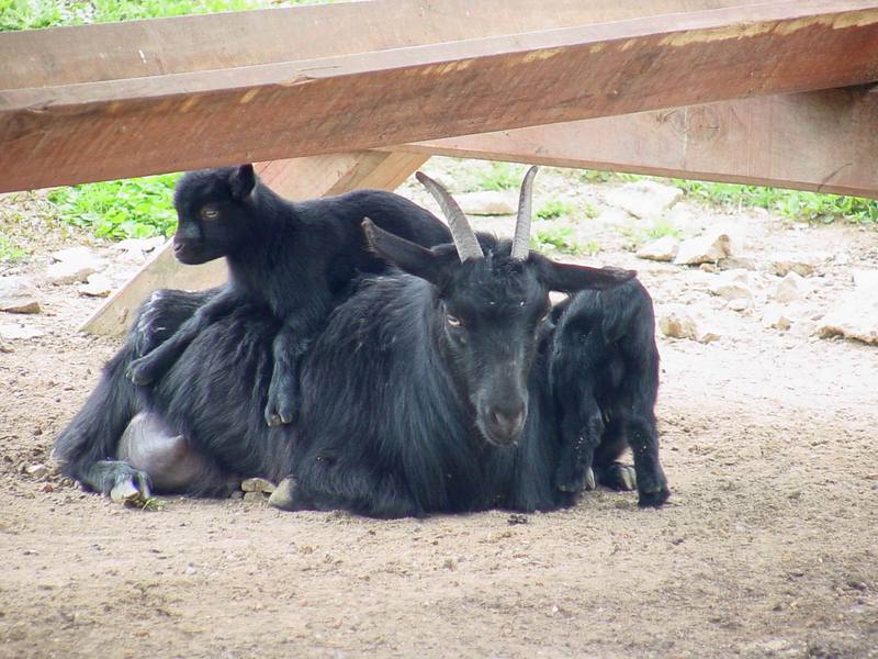 Black goats; DISPLAY FULL IMAGE.