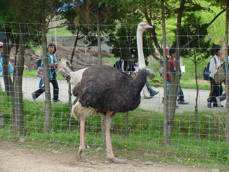 Ostrich; DISPLAY FULL IMAGE.